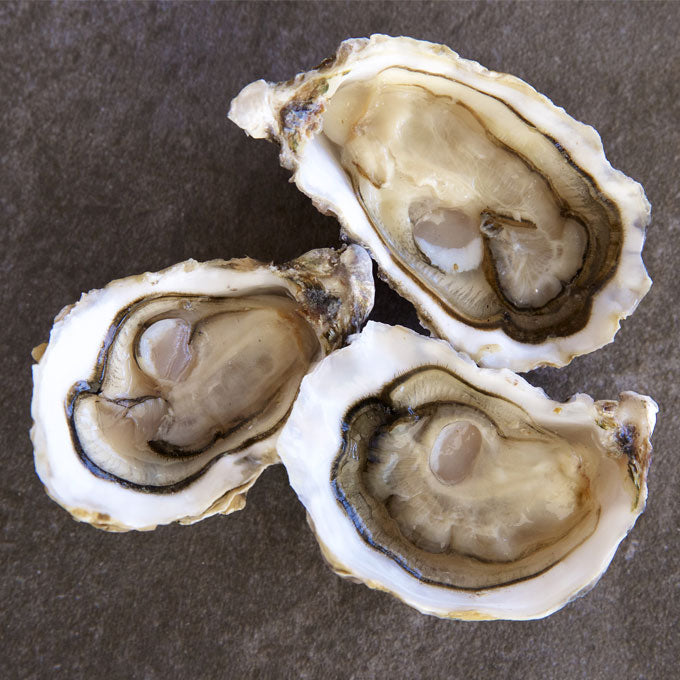 Jersey Rock Oysters