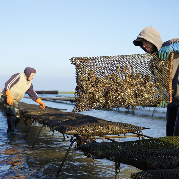 Jersey Rock Oysters