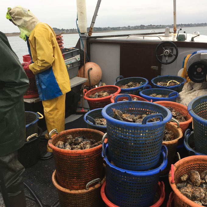 West Mersea Rock Oysters