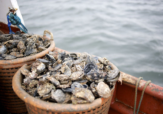 LYLAN TOP OYSTER