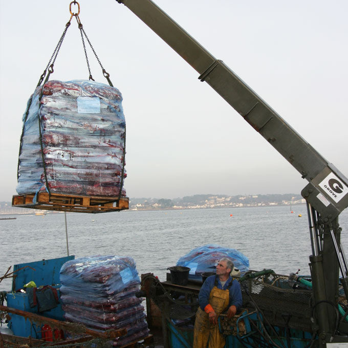 Poole Rock Oysters