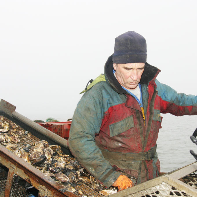 Poole Rock Oysters