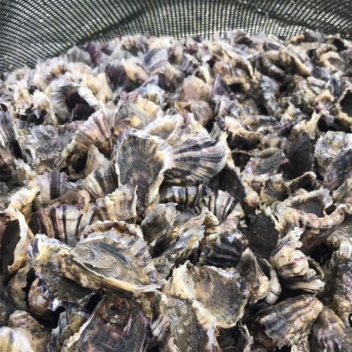 Rossmore Rock Oysters
