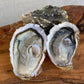 West Mersea Rock Oysters