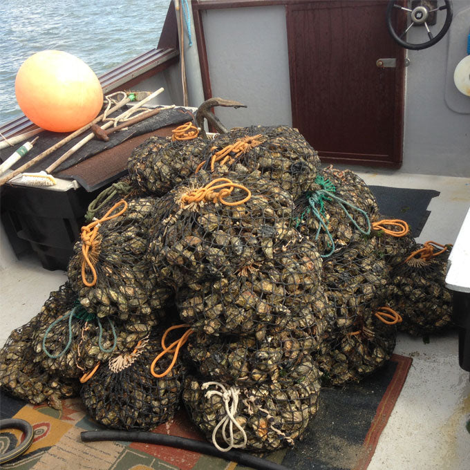 Mersea Rocks West Mersea Rock Oysters – Rossmore Oysters Ltd